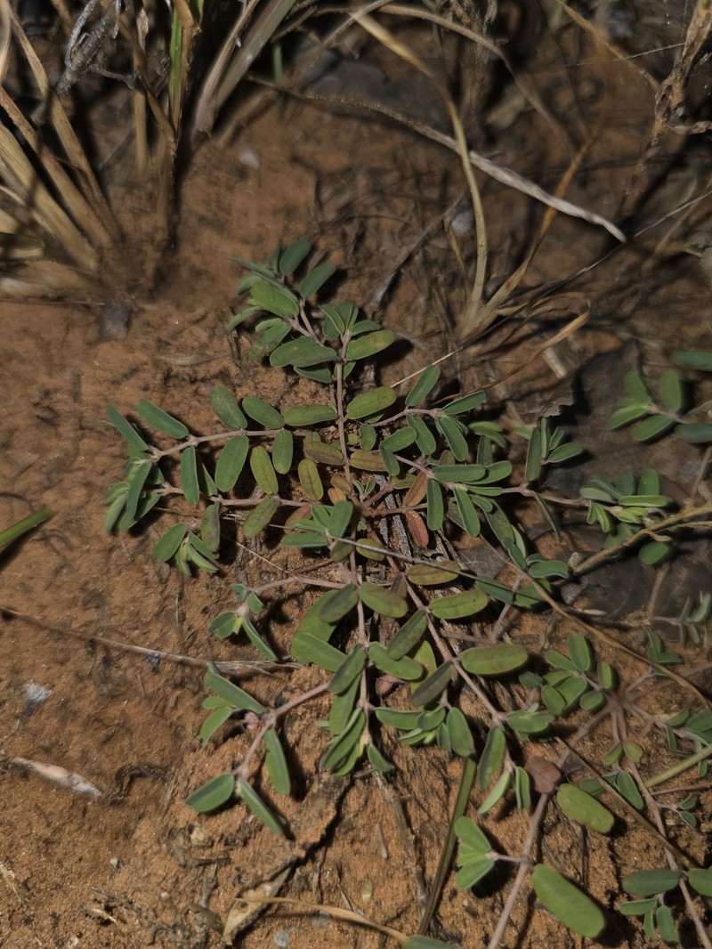 Euphorbia geyeri var. geyeri photo 7