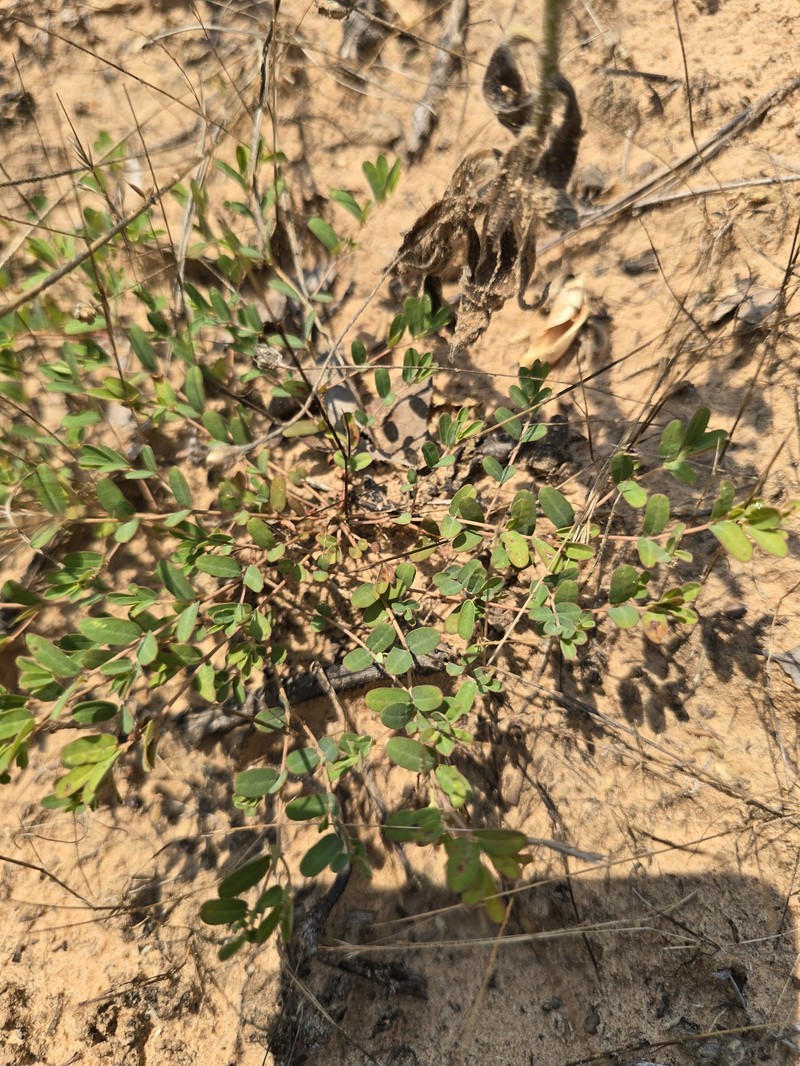 Euphorbia geyeri var. geyeri photo 8
