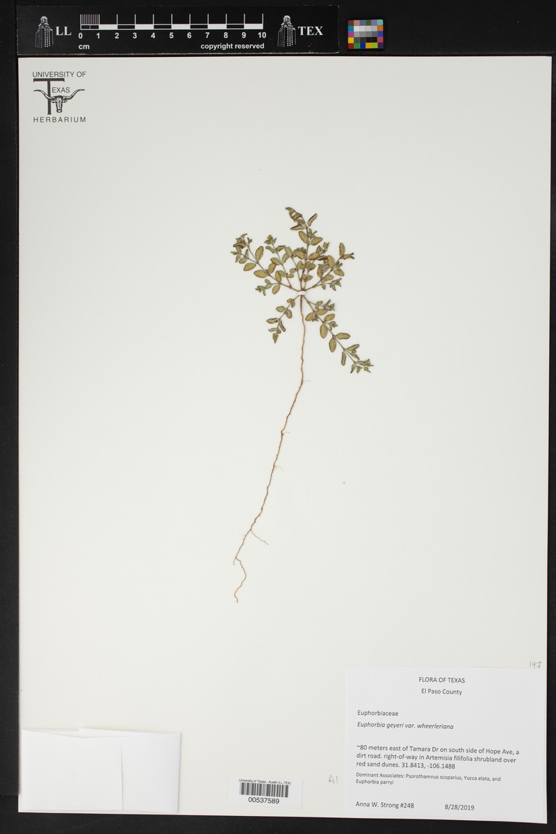 Euphorbia geyeri var. wheeleriana photo 4