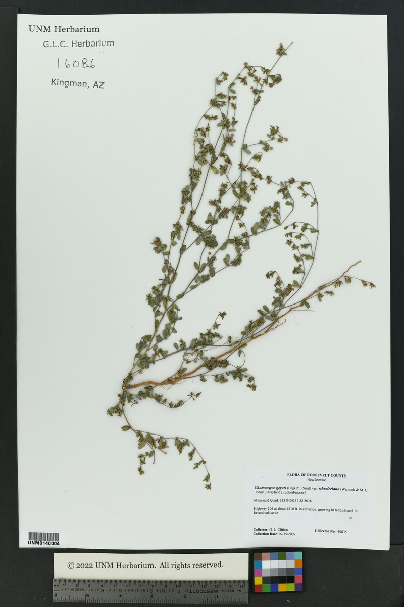 Euphorbia geyeri var. wheeleriana photo 6