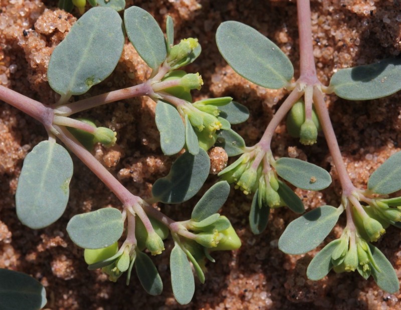 Euphorbia geyeri var. wheeleriana