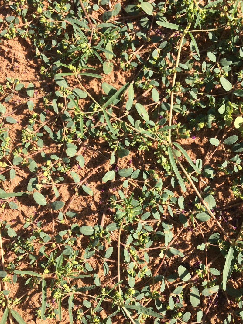 Euphorbia geyeri var. wheeleriana photo 2