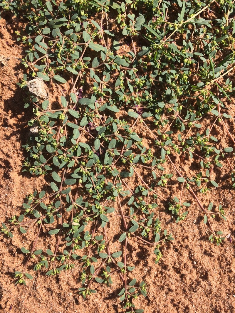 Euphorbia geyeri var. wheeleriana photo 3