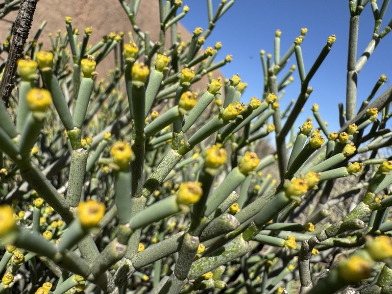 Euphorbia giessii