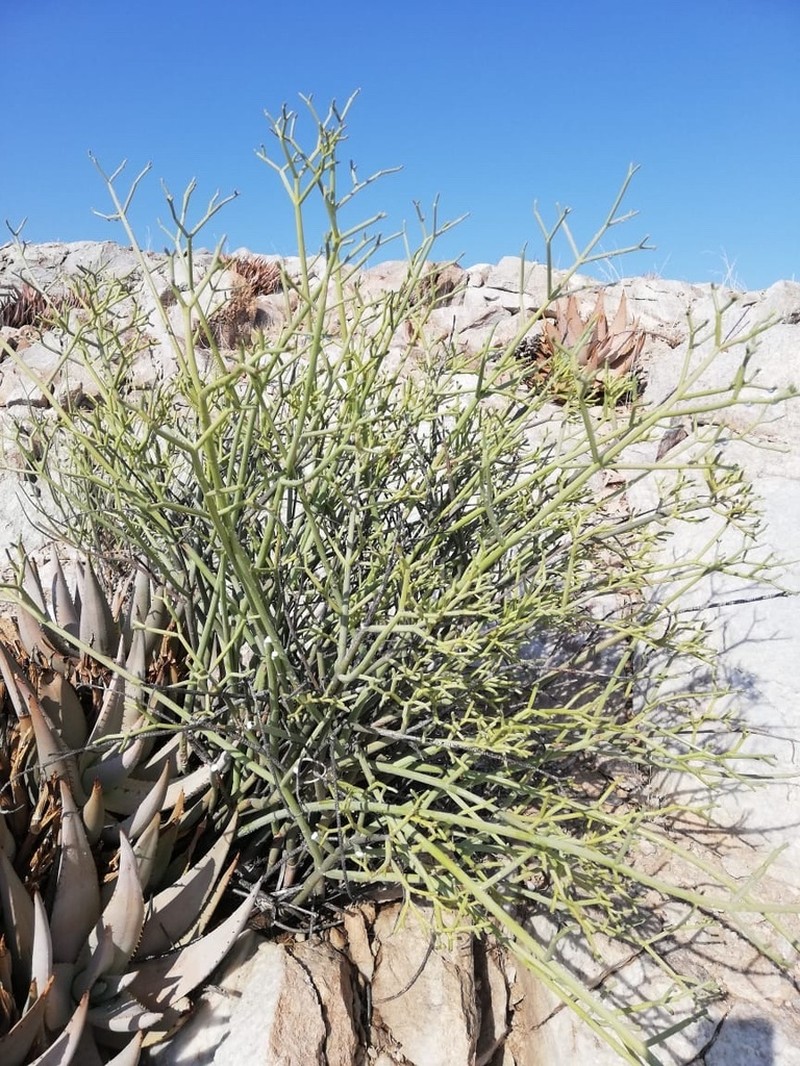 Euphorbia giessii photo 2