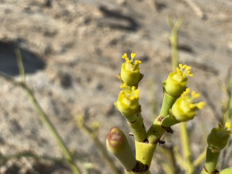 Euphorbia giessii photo 4