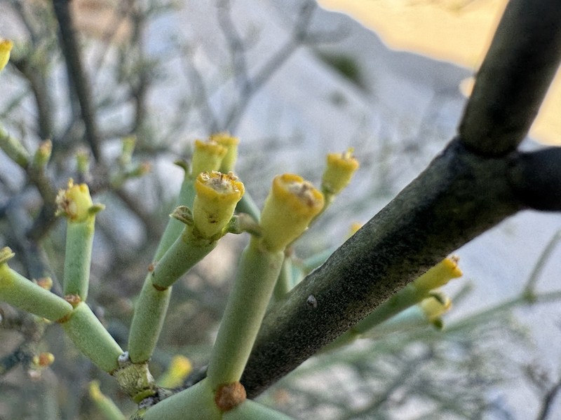 Euphorbia giessii photo 5