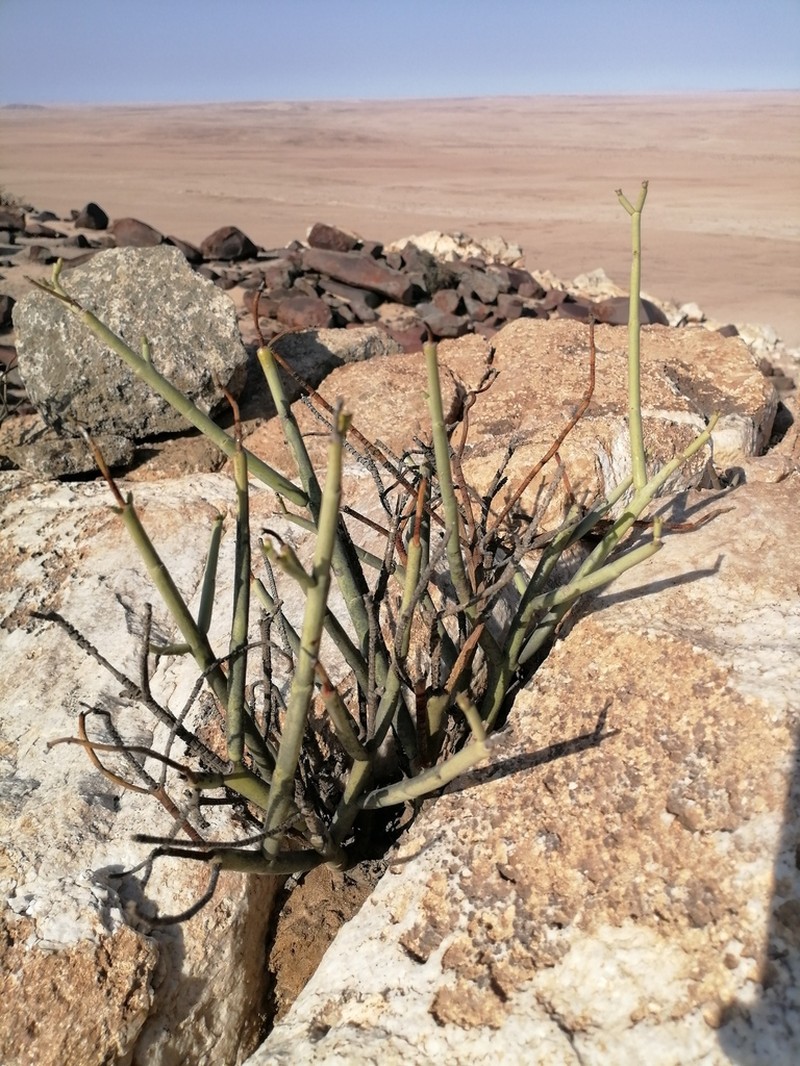 Euphorbia giessii photo 6