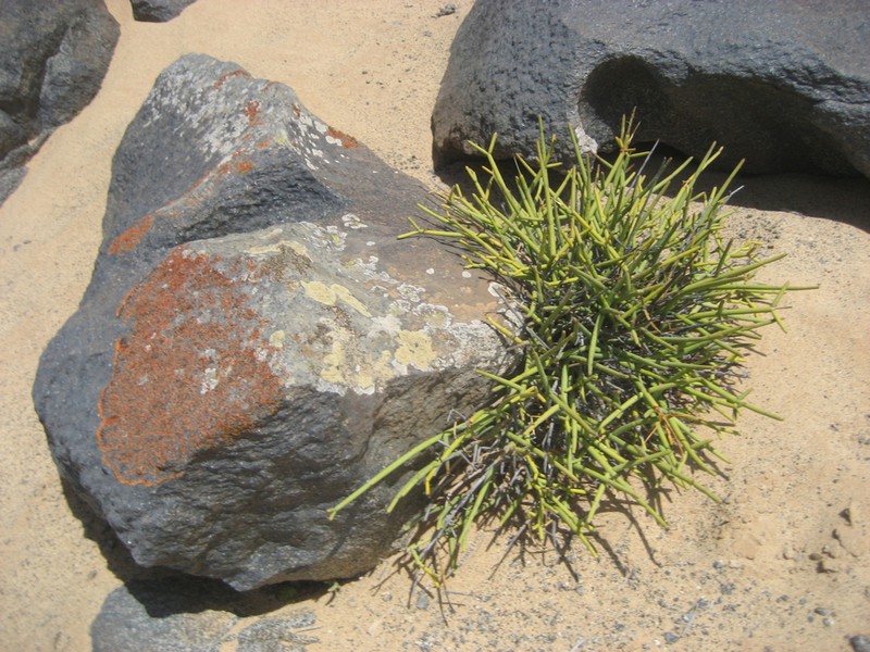 Euphorbia giessii photo 8