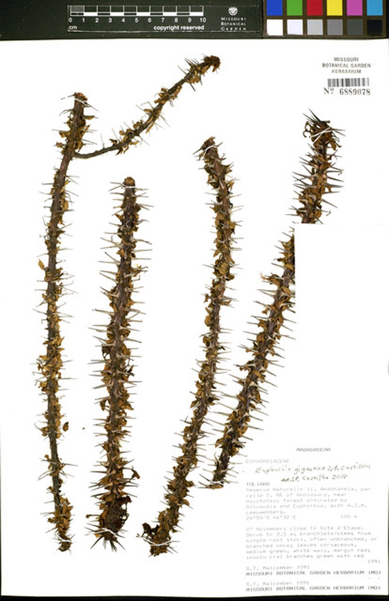 Euphorbia gigantea