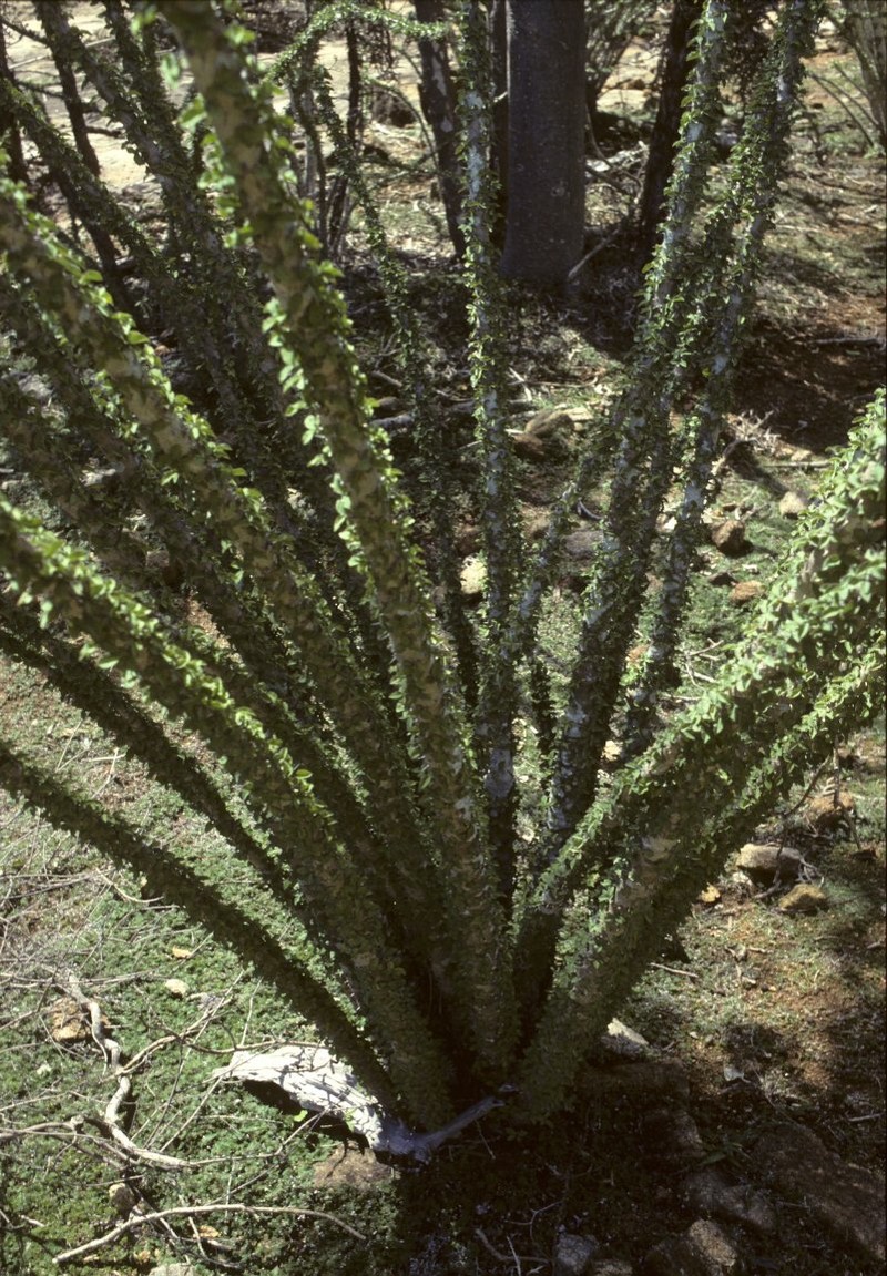 Euphorbia gigantea photo 2