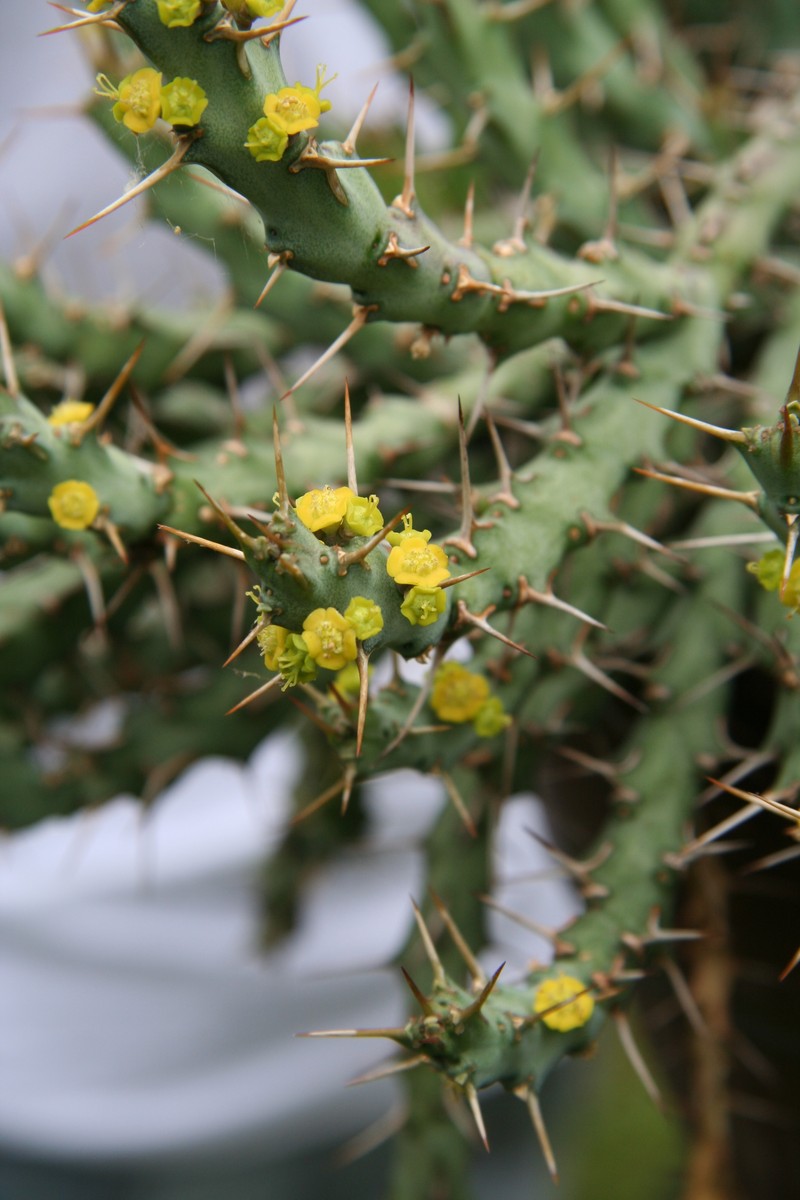 Euphorbia gillettii
