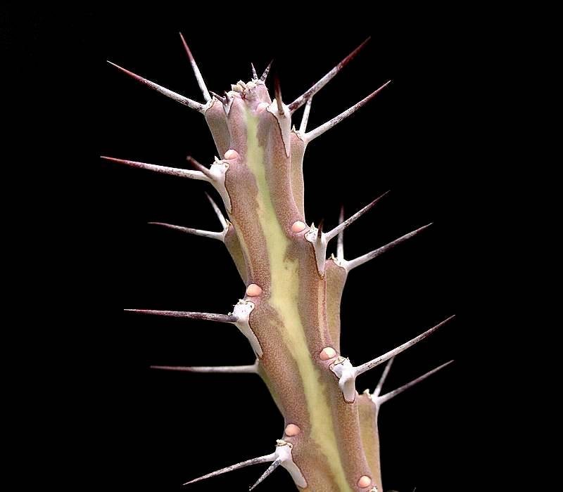 Euphorbia gillettii photo 3