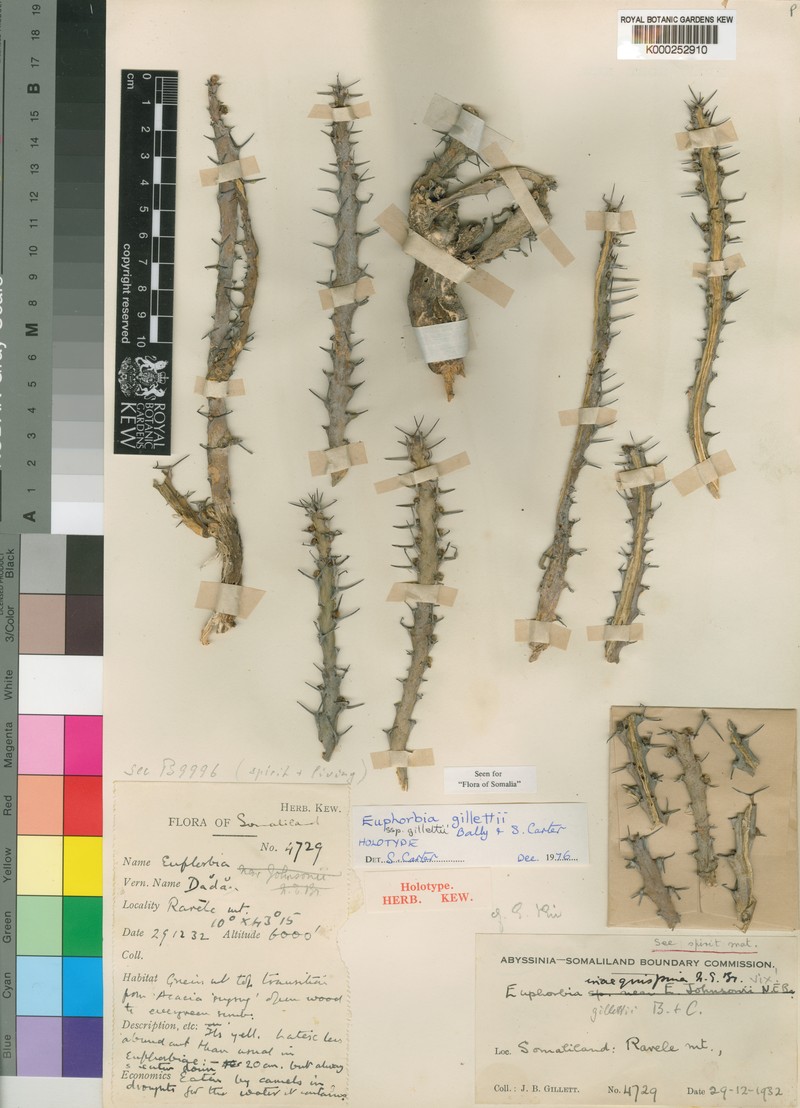 Euphorbia gillettii subsp. gillettii