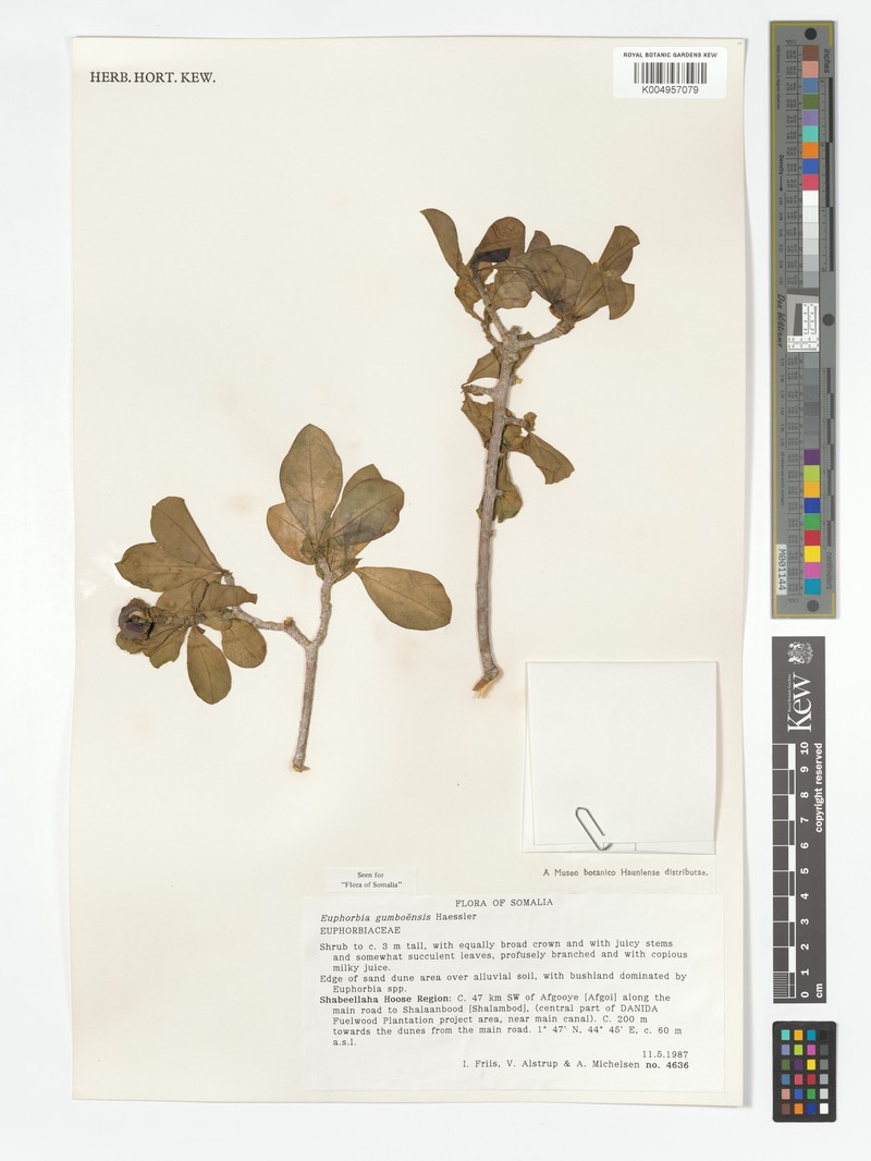 Euphorbia giumboensis