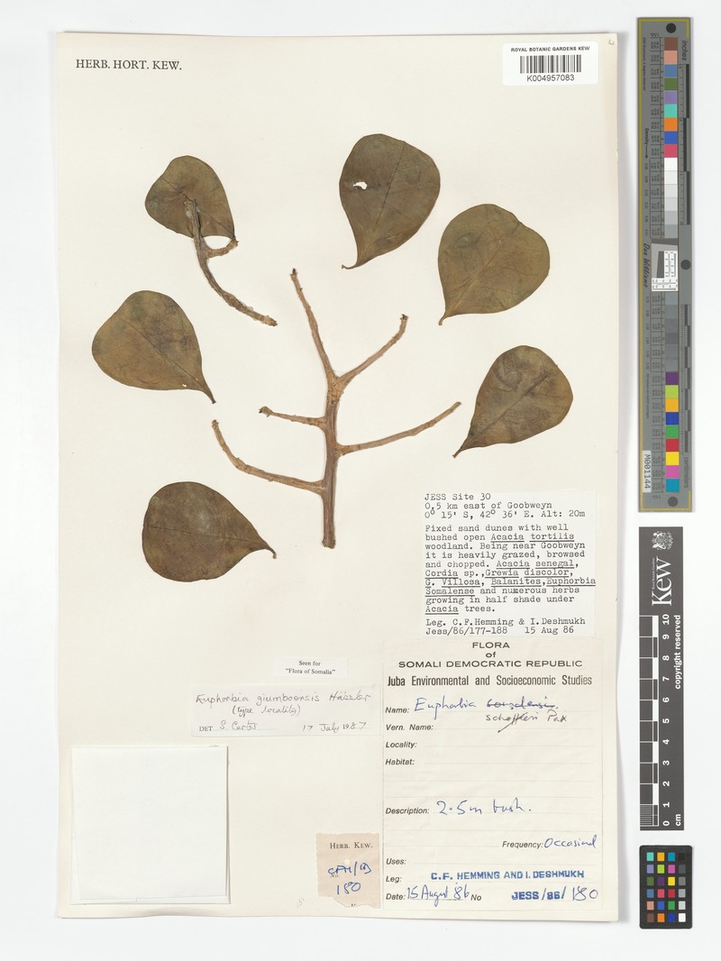 Euphorbia giumboensis photo 2