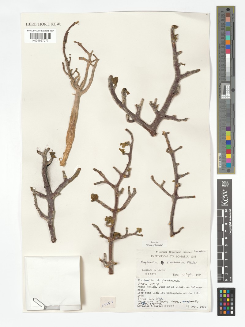 Euphorbia giumboensis photo 3