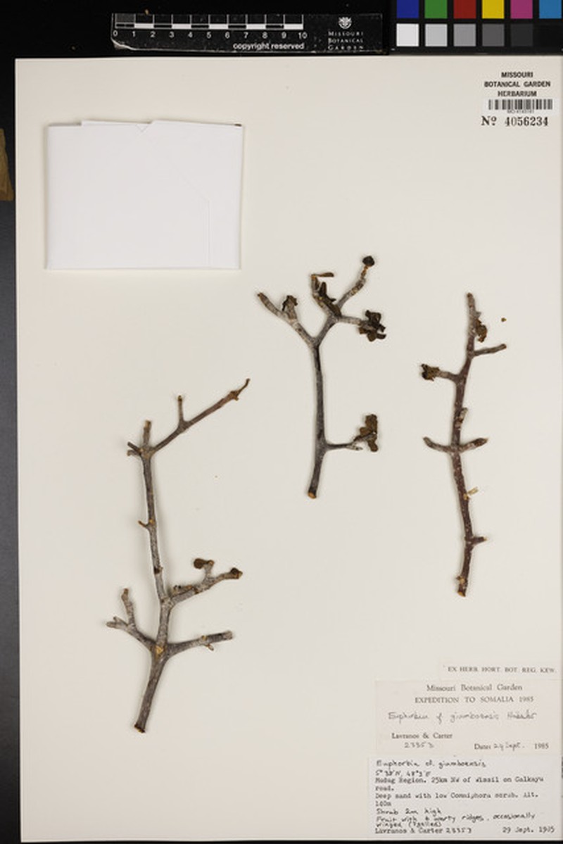 Euphorbia giumboensis photo 4