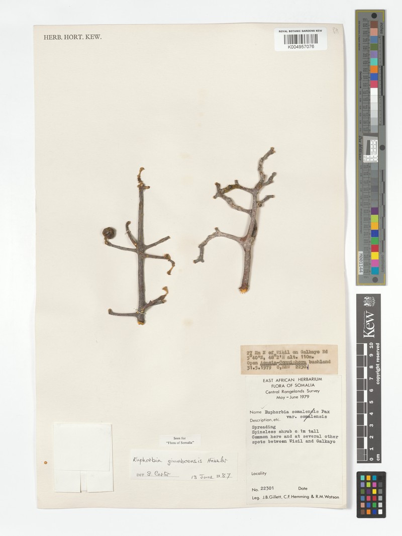Euphorbia giumboensis photo 6