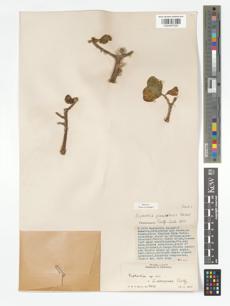 Euphorbia giumboensis photo 7