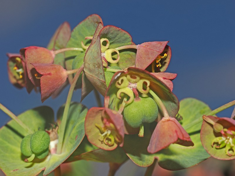 Euphorbia glaberrima