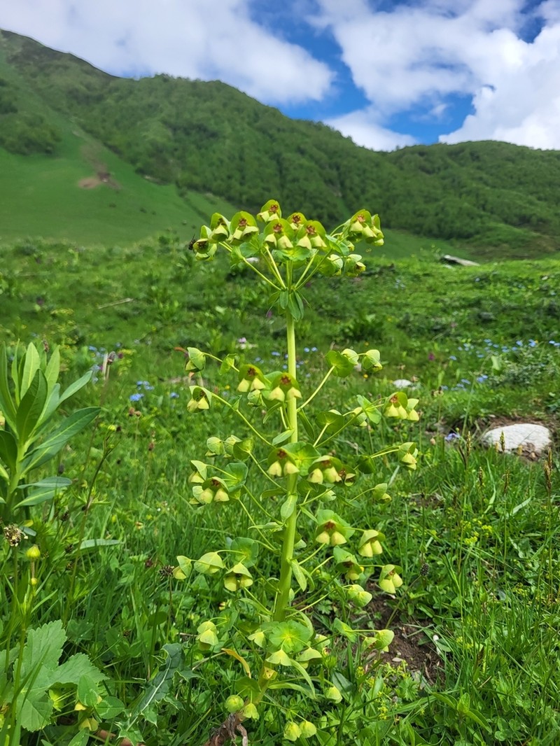 Euphorbia glaberrima photo 2