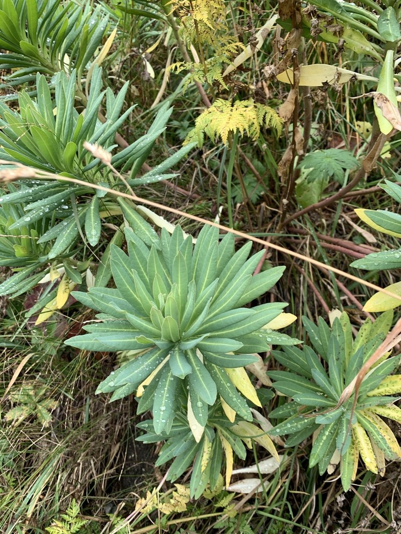 Euphorbia glaberrima photo 3