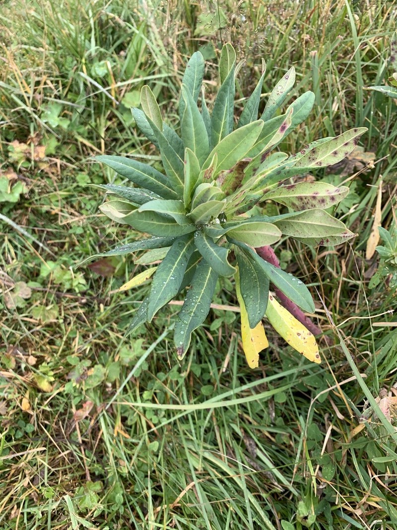 Euphorbia glaberrima photo 5