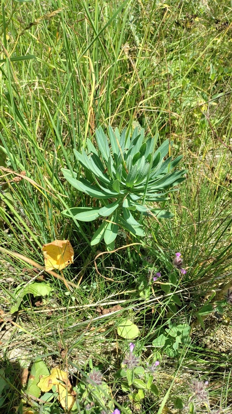 Euphorbia glaberrima photo 6