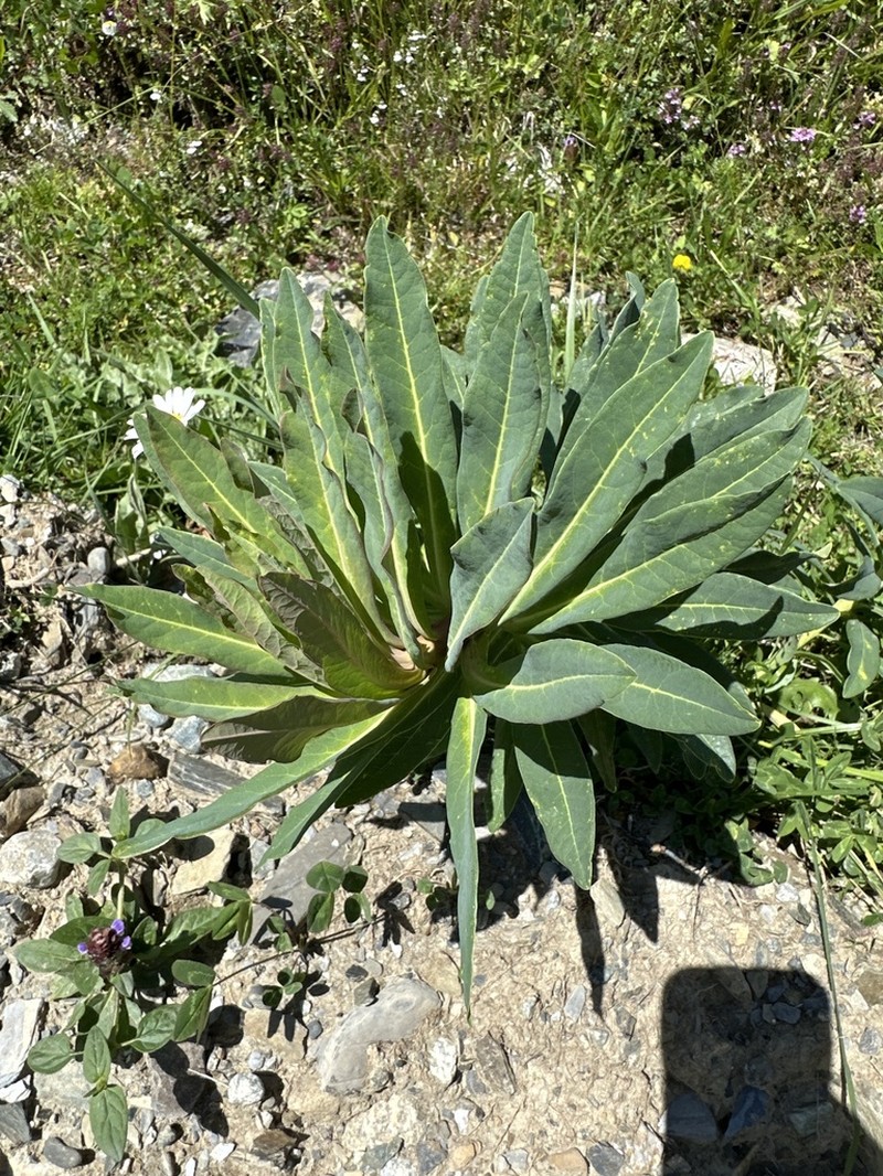 Euphorbia glaberrima photo 7