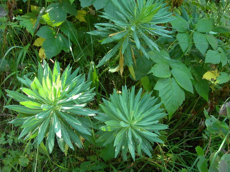 Euphorbia glaberrima photo 8