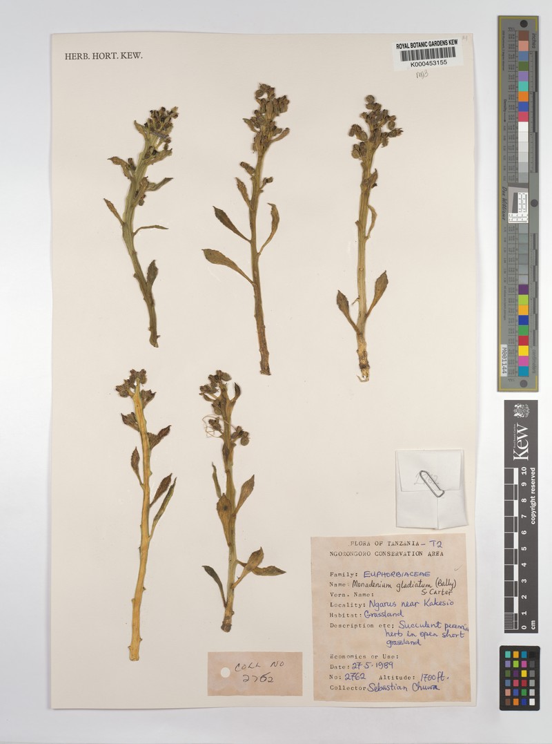 Euphorbia gladiata photo 2