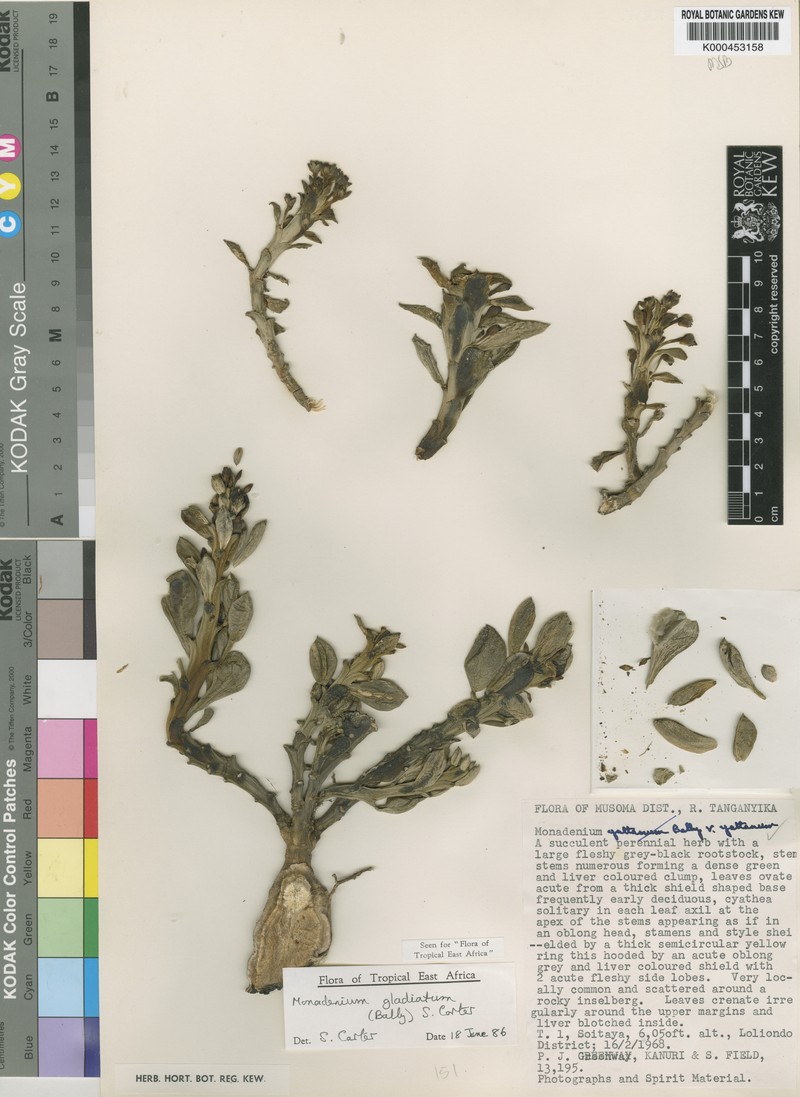 Euphorbia gladiata photo 3