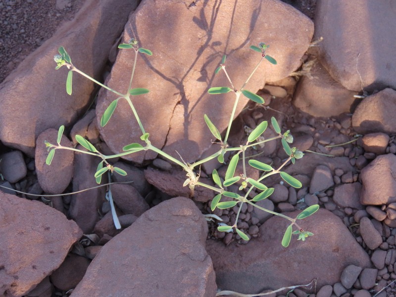 Euphorbia glanduligera