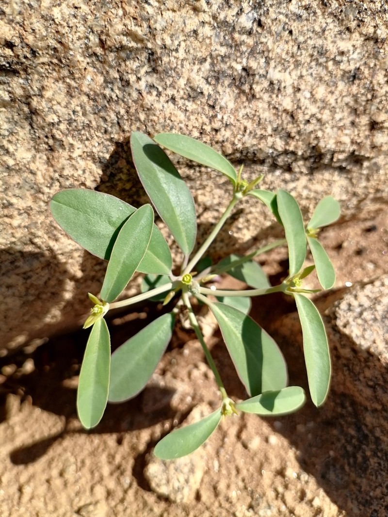 Euphorbia glanduligera photo 3