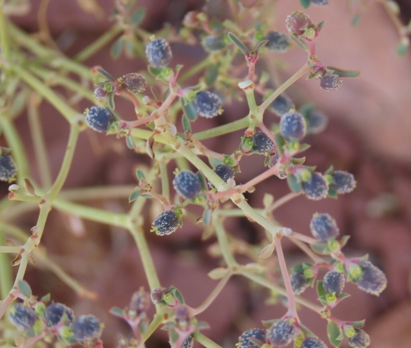 Euphorbia glanduligera photo 4