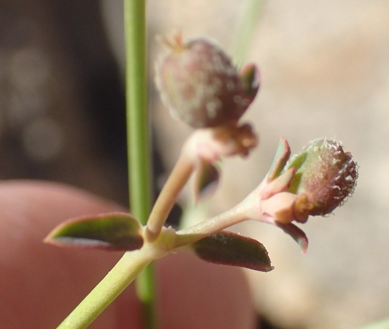 Euphorbia glanduligera photo 6