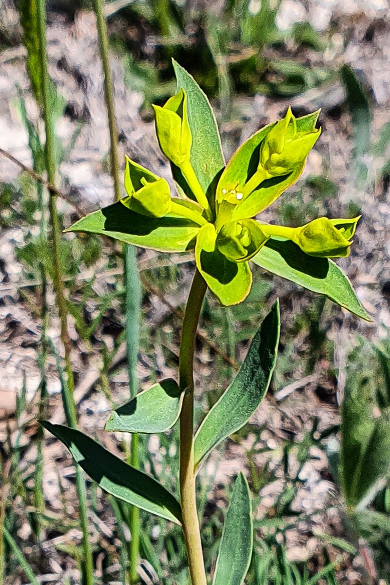 Euphorbia glareosa