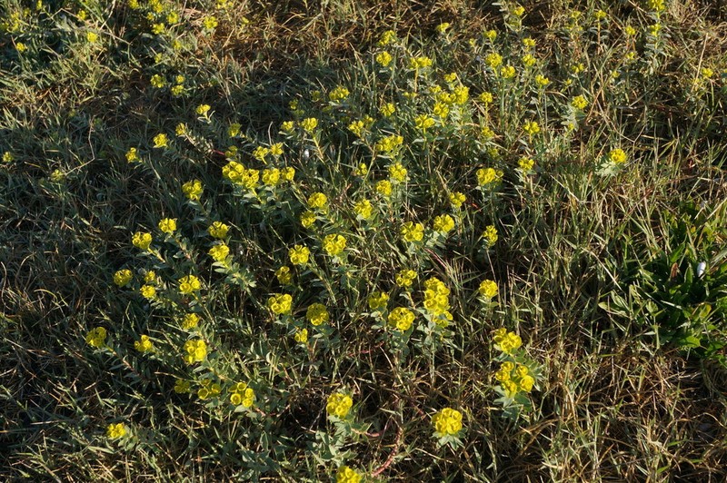 Euphorbia glareosa photo 2