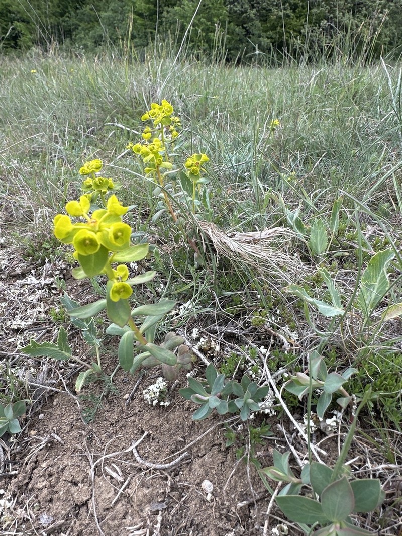 Euphorbia glareosa photo 3