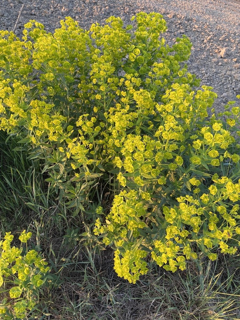 Euphorbia glareosa photo 4