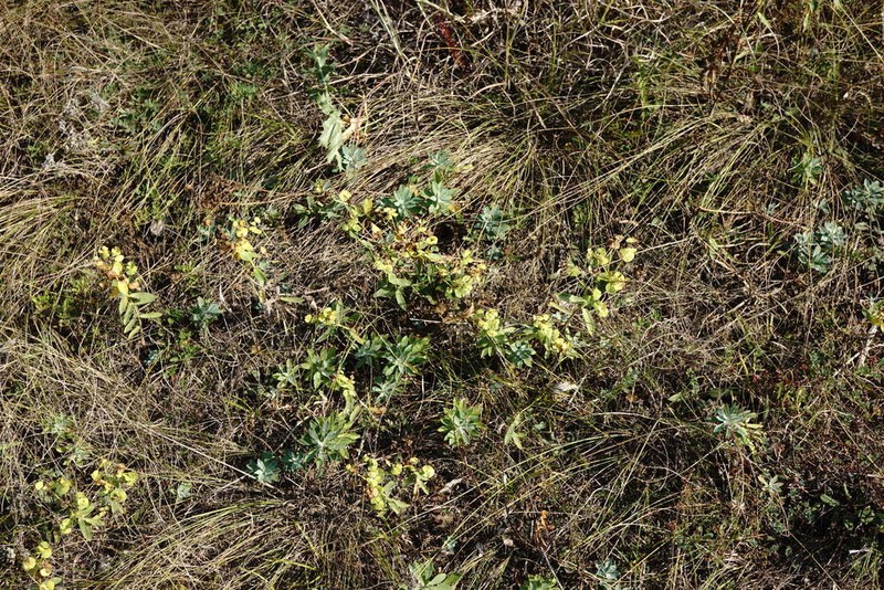 Euphorbia glareosa photo 5