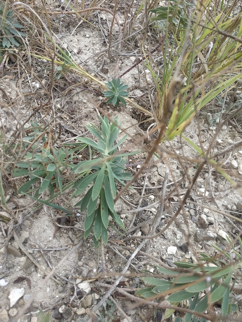 Euphorbia glareosa photo 7