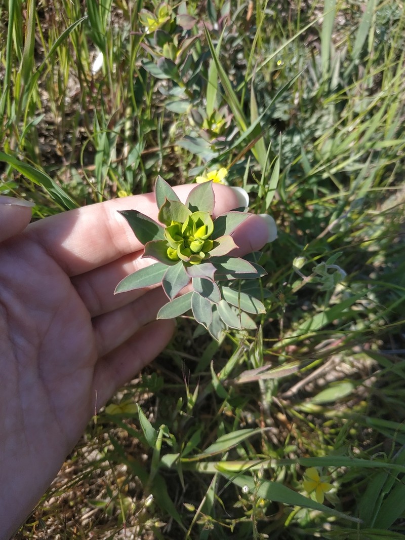 Euphorbia glareosa photo 8