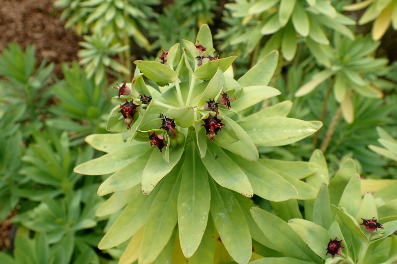 Euphorbia glauca photo 2