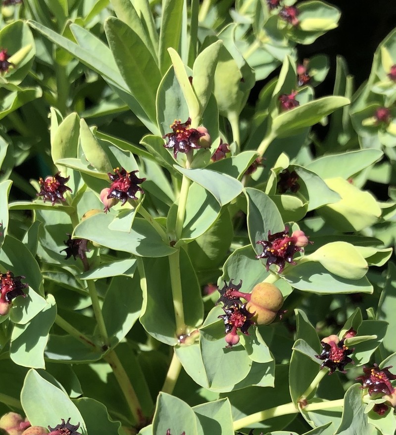Euphorbia glauca photo 3