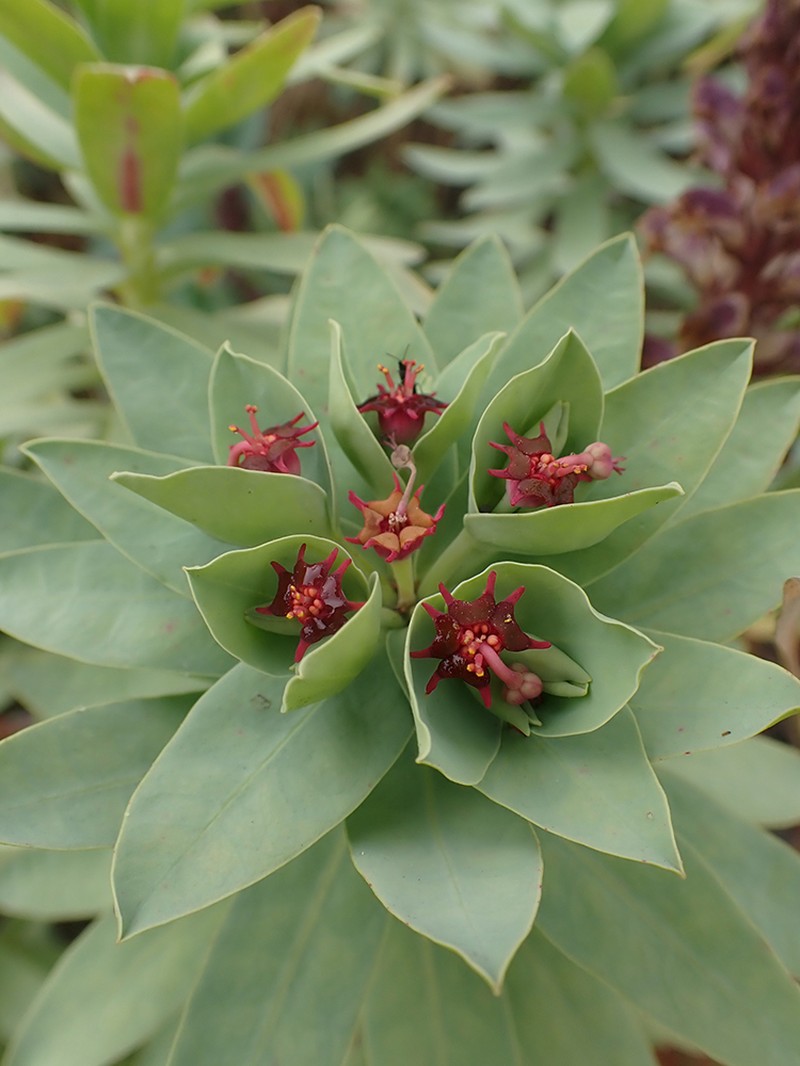 Euphorbia glauca photo 4