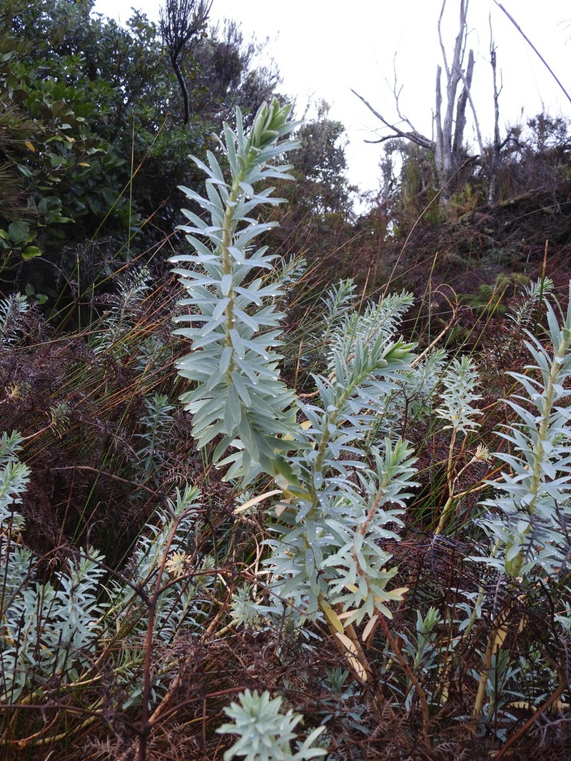 Euphorbia glauca photo 5