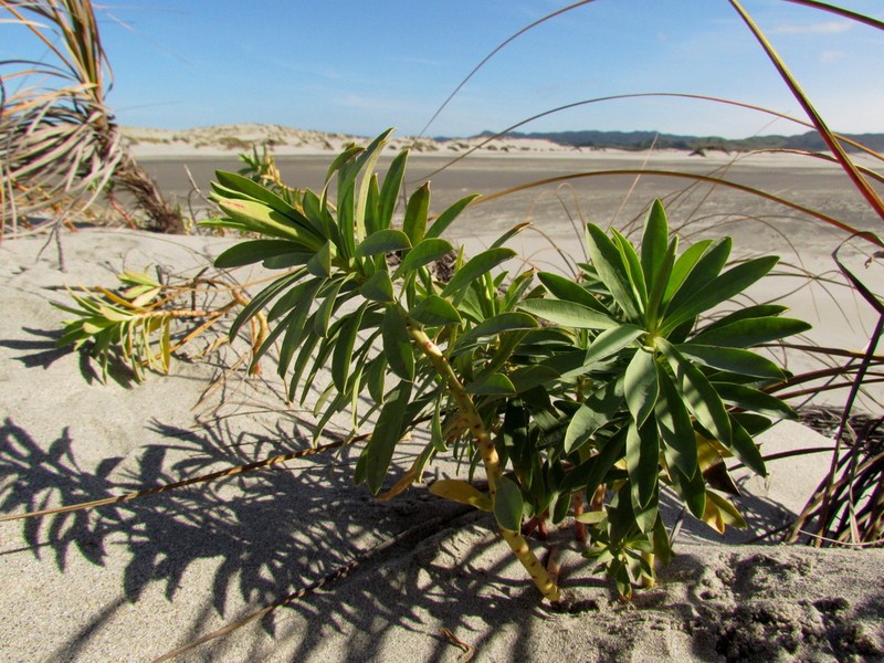 Euphorbia glauca photo 6