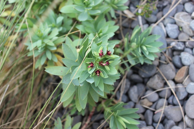Euphorbia glauca photo 7